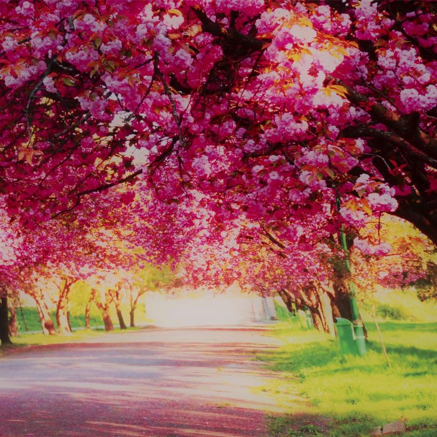 Blossom Way Acrylic Wall Art  alternate image, 5 of 5 images.