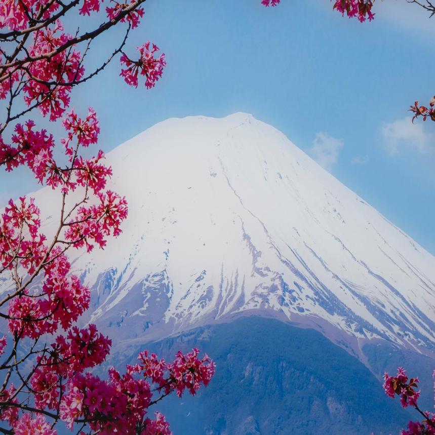 Fuji in Bloom Acrylic Wall Art  alternate image, 5 of 6 images.