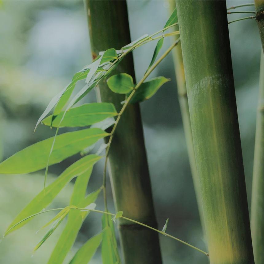 Zen Bamboo Acrylic Wall Art  alternate image, 5 of 5 images.