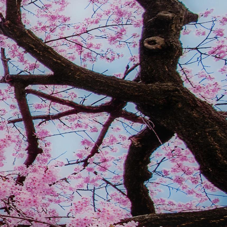 Pink daydream Acrylic Wall Art  alternate image, 5 of 5 images.